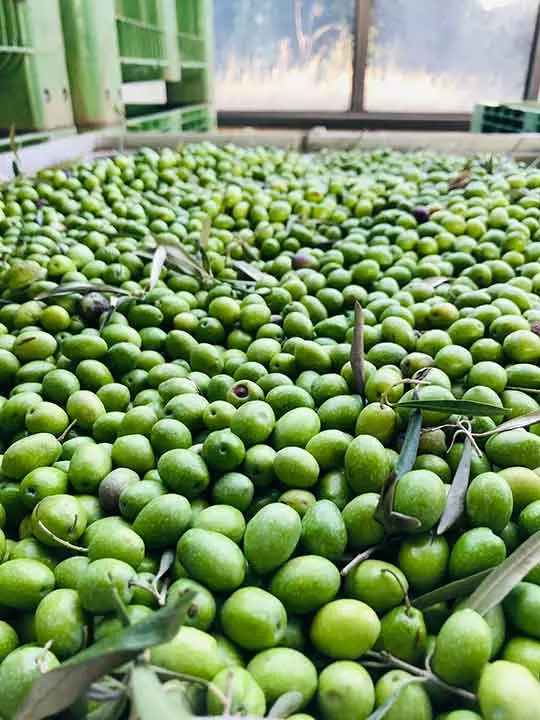 effettuata la raccolta, le olive vengono portate al frantoio per l'estrazione dell'olio