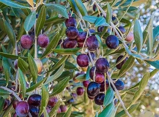 grappolo di olive nere da coltivazione biologica
