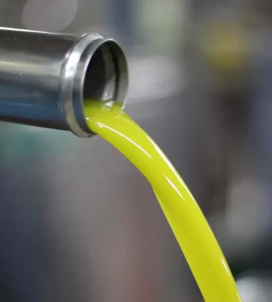 spremitura dell'olio extravergine di oliva Brogna